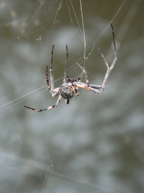 Assembramento di Larinioides sclopetarius - Viadana (MN)